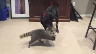 Dog and raccoon play tug-of-war together