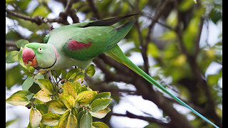 Ringneck Parrots Compilation | Rare Video