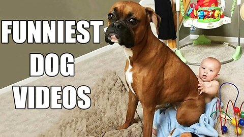 Best Funny Dog Videos of the Week ~ July 2023