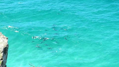 Massive pod of dolphins have fun riding waves