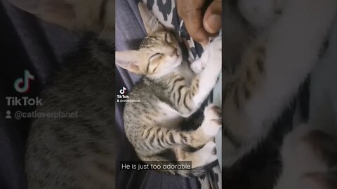 Adorable Kitten Sleeping in Lap