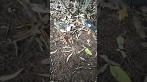 Muscovy ducks