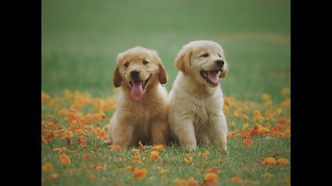Fluffiest_Golden_retriever_Puppies!