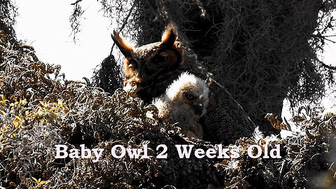 Great Horned Owl Baby Week 2