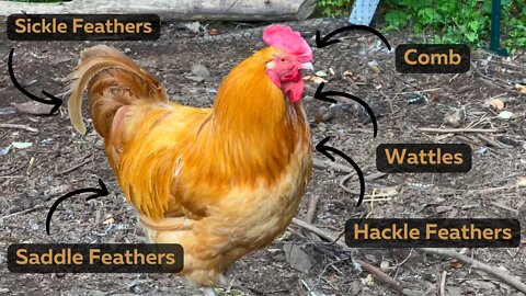 How To Tell A Hen From A Rooster AND Introducing Young Chickens Into The Adult Flock