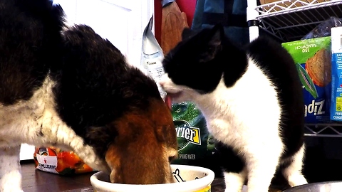 Fearless cat pushes head into beagle's food bowl