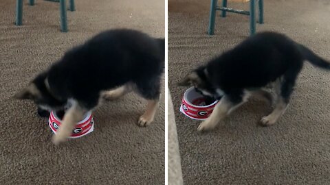 Puppy gets very angry at empty food bowl