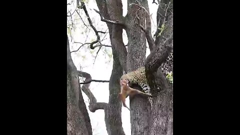 Leopards Risky Descent From Tree With Kill
