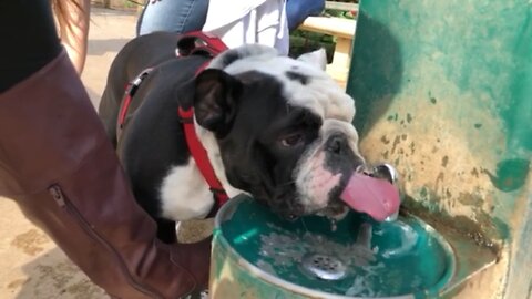 Slow Motion drink from dog fountain