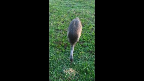I feed the wild marsh rabbits but the Sandhill Crane doesn't care.