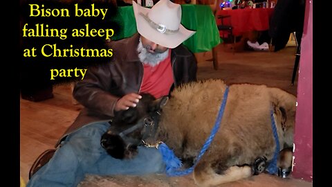 Bison baby falling asleep at a Christmas party