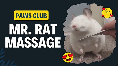 Massage of Mr. Rat from a small comb 😂