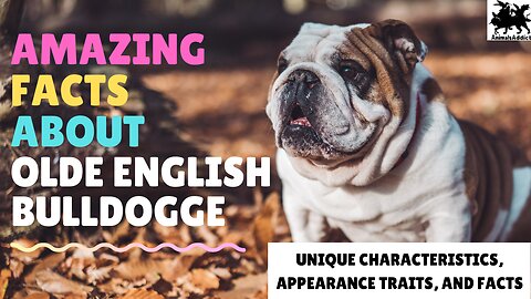 Amazing Facts About Olde English Bulldogge | Old English Bulldog Facts | Animals Addicts
