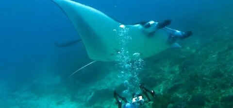 Gigantic manta rays pass right over thrilled scuba diver