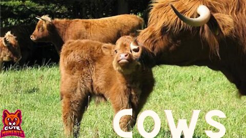 Funny Cow Moments