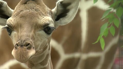 WEB EXTRA: Omaha's Henry Doorly Zoo announces birth of giraffe calf