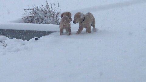 Golden retriever puppies chasing each other in the snow