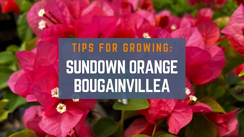 3 Tips on How to Grow Sundown Orange Bougainvillea (Paperflower)