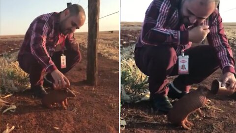 Baby armadillo begs for water during Brazil wildfires