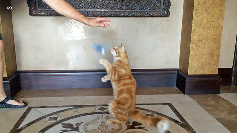 Jack the Cat Dances for Catnip Mouse