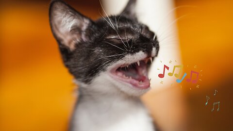 MIADO DE FILHOTE DE GATO!!-SOM PARA ATRAIR GATOS!!-kittens meowing sound effect without copyright |