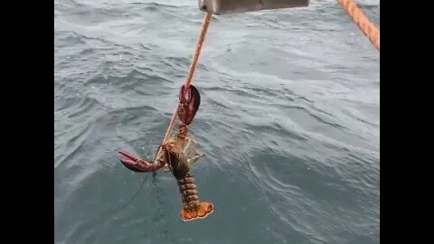 Red lobster Hanging on by a thread in deep sea of Miami beach.