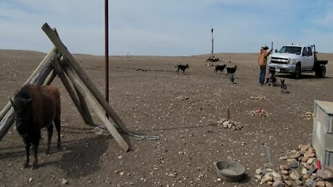 Young Buffalo Plays Baseball With Pack Of Dogs