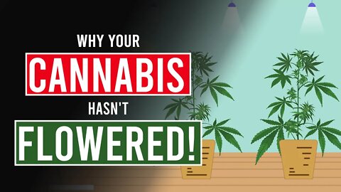 If your Cannabis plants haven’t flowered, there’s no need to panic!