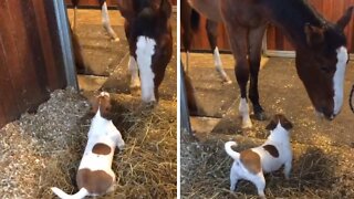 Jack Russell absolutely ecstatic to see his horse best friend