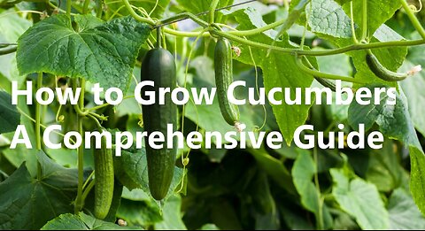 How to Grow Cucumbers: A Comprehensive Guide