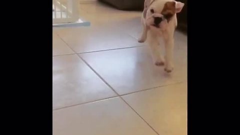 Slow motion perfectly captures puppy's excitement