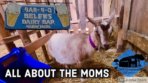Celebrating Moms – Our Mother’s Day Tradition + Checking in on our Momma Goat Violet
