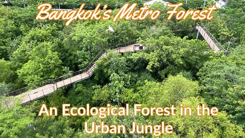 Bangkok’s Metro Forest - A Unique walk Through the Trees