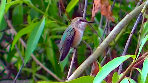 IECV NV #653 - 👀 Broad Tailed Hummingbird Flying Around And In The Weeping Willow Tree 6-22-2018