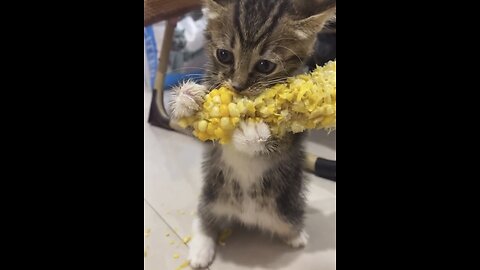 Baby Koala Bear - Rescued : r/aww