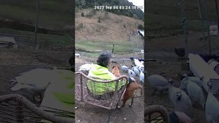 Owner caught on security camera talking to dog
