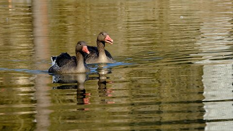 Love Birds 🦢❤️