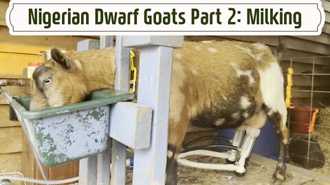 Nigerian Dwarf Goats on the Homestead Part 2: Milking goats with a machine & why goat's milk is good