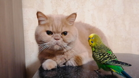Кот и птица, милые животные #220