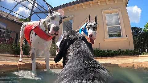 Funny Great Dane GoPro Black 9 View Of Doggie Pool Party & Zoomies - Enjoy A Wild Ride