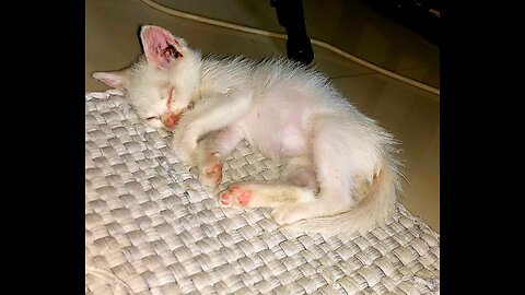 A Survivor Persian Kitten