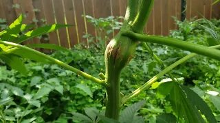 2023 Outdoor Cannabis Garden Tour | Garden Update [#07] - June 11