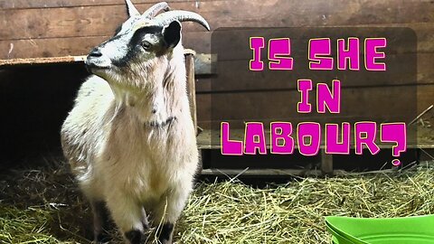 Our Goat Is In Labour