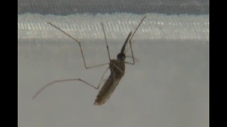 Mosquitoes still a problem despite spraying