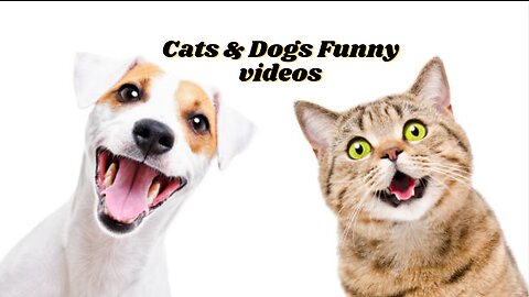 Funny Cute Dogs and Cats Moments