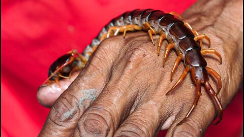 This Giant Bird-Eating Centipede Is Creepy