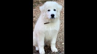 🛡️ 🛡️ Prince Arthur Our Great Pyrenees Pup is Growing~!! 🛡️ 🛡️