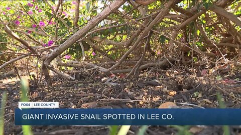 Residents find giant African land snails in Fort Myers neighborhood