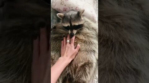 #shorts Смешные Еноты Из Тик Ток 77 Funny Tik Tok Raccoons