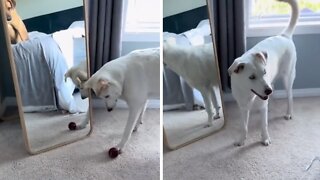 Pup Steals Friend's Toy Ball During Hilarious Mirror Reflection Confusion